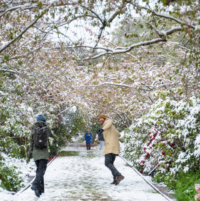 Snow in Dunedin Botanical Gardens